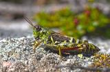 Nordische-Gebirgsschrecke-_Bohemanella-frigida_-[Melanoplus-frigidus]-w-Graubuenden-_2_-PS.jpg